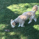 Illustration for article titled 39 *Scratchy Scratchy* Photos of Dogs